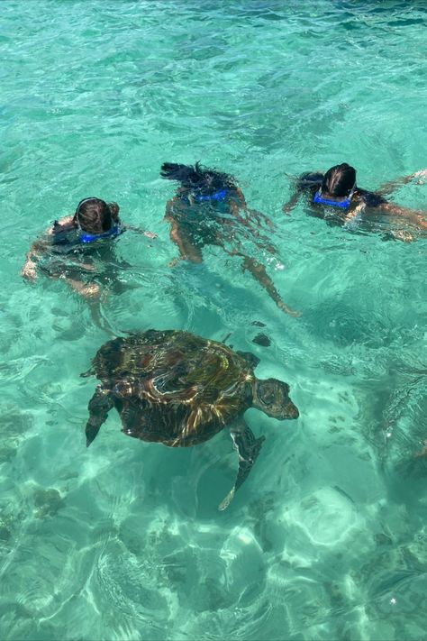 swimming with turtles on the northern coast of Mauritius Swimming With Turtles, Mauritius Island, Beachy Aesthetic, Bahamas Vacation, The Turtles, Coastal Life, Ocean Vibes, Marine Biology, Dream Holiday