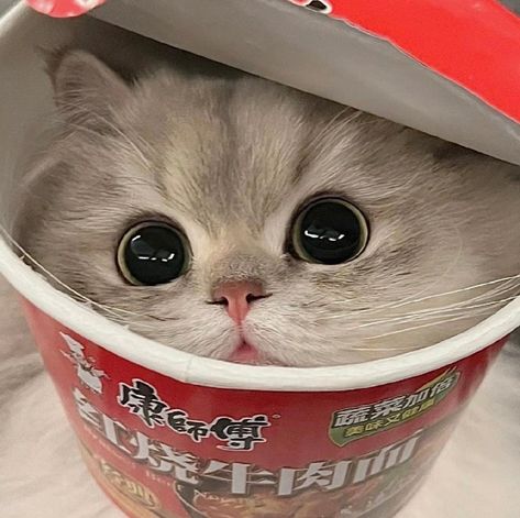 People can get real catty when it comes to animals close to their food. Haiwan Comel, Koci Humor, Cute Small Animals, Cute Animals Puppies, Desen Anime, Silly Cats Pictures, Cute Cats Photos, Cute Animal Photos