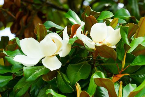 Flowers and foliage of Magnolia grandiflora (Southern magnolia) Shrubs For Full Sun, Magnolia Bush, Blue Star Juniper, Foundation Plants, Privacy Hedges, Shrubs For Landscaping, Full Sun Shrubs, Evergreen Bush, Fast Growing Evergreens