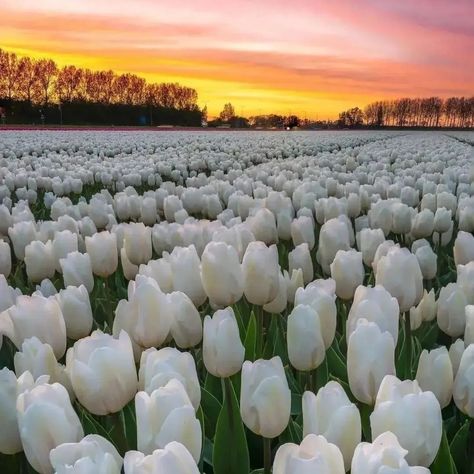 Flower Desktop Wallpaper, Flowers Photography Wallpaper, Pretty Landscapes, White Tulips, Amazing Sunsets, Beautiful Photos Of Nature, Tulips Flowers, Nature Aesthetic, Beautiful Blooms