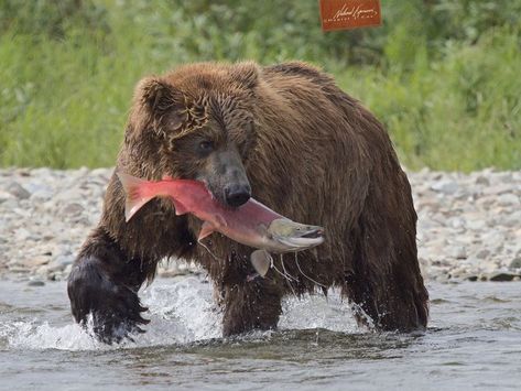 This beautiful brown bear hauls in an equally gorgeous sockeye salmon. The red color of the salmon is an indication they're in last phase of their life as they begin to spawn. Sockeye salmon are semelparous, meaning they die after spawning once. Olympus E-M1X and the 150-400mm zoom lens Brown Bears Aesthetic, Salmon Fish Animal, Salmon Animal, Salmon Sockeye, Salmon Aesthetic, Bear Reference, Kokanee Salmon, Teddy Grahams, Sockeye Salmon