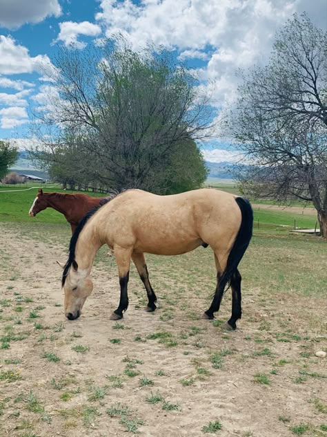 Quarter Horse Buckskin, American Quarter Horse Aesthetic, Dapple Buckskin Horse, Dark Buckskin Horse, Buttermilk Buckskin Horse, Buck Skin Horse, Palomino Western Horse, Buckskin Horse Aesthetic, Buckskin Foal