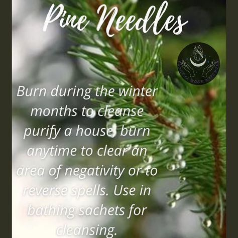 🌛Crystal🌕Moon🌜 on Instagram: “Pine needles are great and an easy to find addition to anyone's craft. How do you use pine needles? #pineneedles #pine #tistheseason…” Sage Benefits, Divination Witch, Cleaning Leather, Witchcraft Spells For Beginners, Happy Winter Solstice, Spells For Beginners, Medical Herbs, Witch Stuff, Magic Herbs