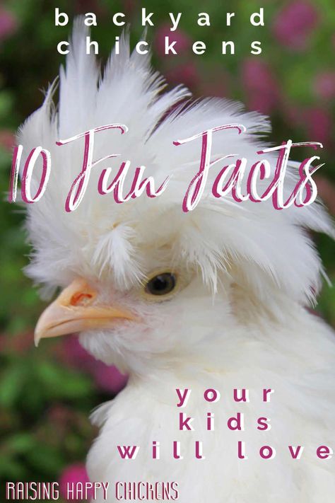 10 fun facts about chickens your kids will love! Pin for later. Fun Facts About Chickens, Facts About Chickens, Chicken Memes, Chicken Board, Chickens 101, Chicken Quotes, Chicken Facts, Spouse Quotes, Chicken Poster