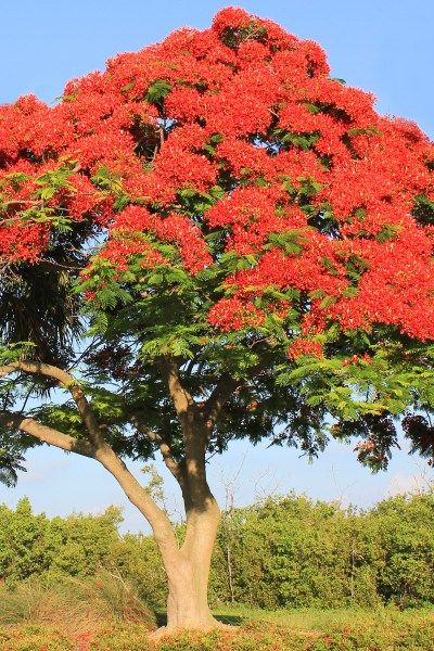 Royal Poinciana Tattoo, Royal Poinciana Tree, Poinciana Tree, Paris Garden, Royal Poinciana, Flower Structure, Miracle Tree, Flame Tree, Bare Tree