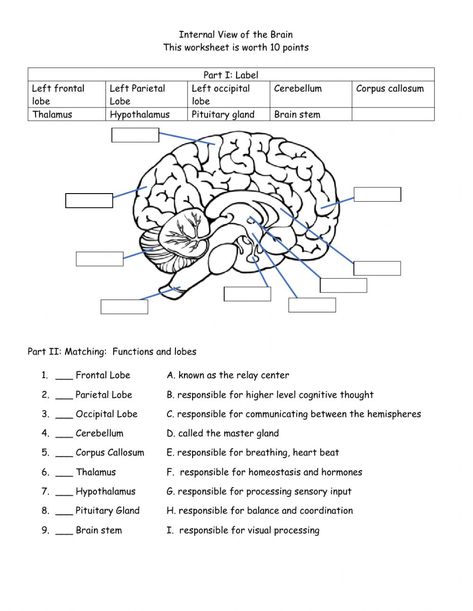 Brain Worksheet, Function Diagram, Brain Diagram, Brain Parts, About Brain, Biology Worksheet, Basic Anatomy And Physiology, Brain Structure, Brain Anatomy