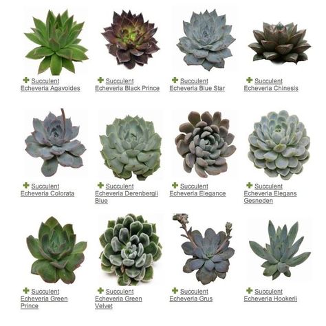 ~ SUCCULENTS ~ A Plant Guide to Some of the Prettiest Succulents Around Read here for my potting & care guide for succulents Tanaman Sukulen, Different Types Of Succulents, Kaktus Dan Sukulen, Taman Air, نباتات منزلية, Types Of Succulents, Plant Guide, Succulent Gardening, Have Inspiration