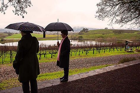 Why wine travelers love December and January in wine country - Top ten reasons: The freshness of the air, the beauty of wild mustard, and the solitude. Napa Valley In January, Napa Valley In December, Napa In December, Napa In January, Wild Mustard, Napa Valley Wineries, California Wine, Napa Valley, Top Ten