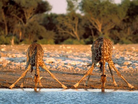 How giraffes drink water.. - Imgur Zebras, Giraffes, Giraffe Drinking Water, Giraffe Pictures, Namibia Africa, A Giraffe, African Wildlife, African Safari, Animal Planet