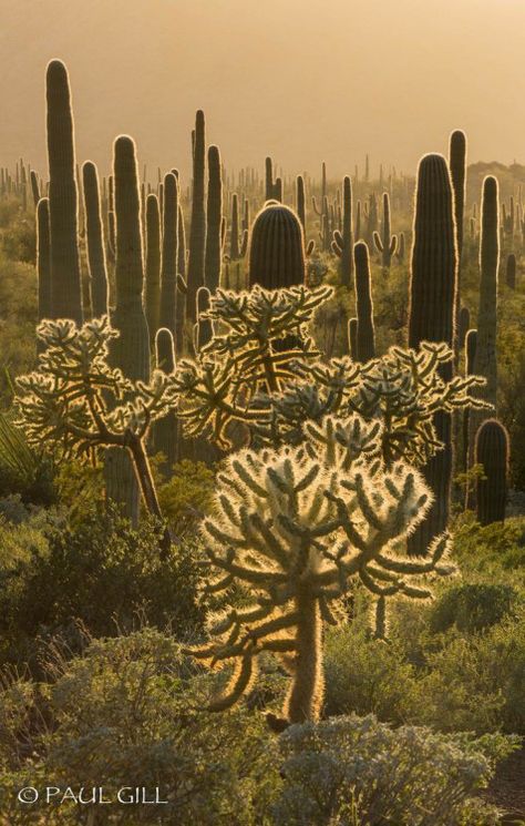 Organ Pipe Cactus, Desert Life, Desert Garden, Sonoran Desert, Desert Plants, Cactus Y Suculentas, Cactus Garden, Cactus Flower, Cactus And Succulents