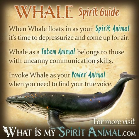 Whale Symbolism, Animal Totem Spirit Guides, Native American Zodiac, Spirit Animal Meaning, Symbolism Meaning, Native American Totem, Animal Meanings, Spirit Animal Totem, Animal Spirit Guide