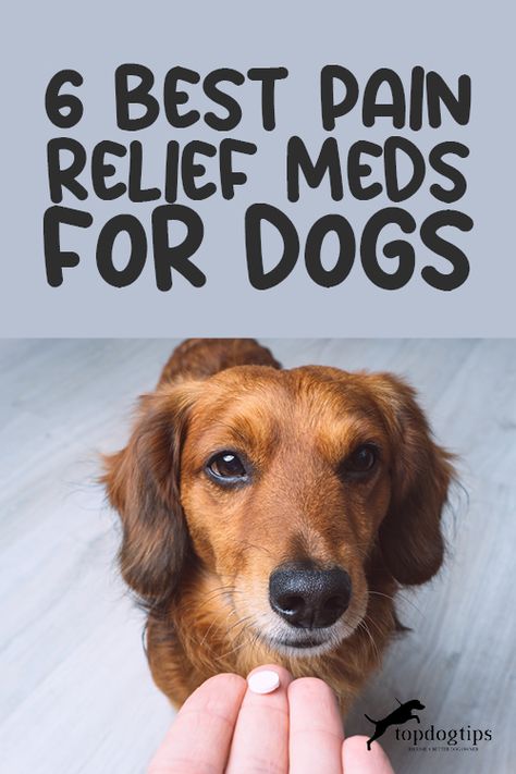 Aspirin For Dogs, Meds For Dogs, Dog Remedies, Medication For Dogs, House Training Dogs, Dog Health Tips, Dog Health Care, Old Dogs, Dog Health