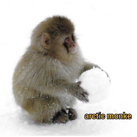 Snow Monkey, Piskel Art, Monkey Pictures, Monkey 3, Pet Monkey, Monkeys Funny, Cute Monkey, Mia 3, 웃긴 사진