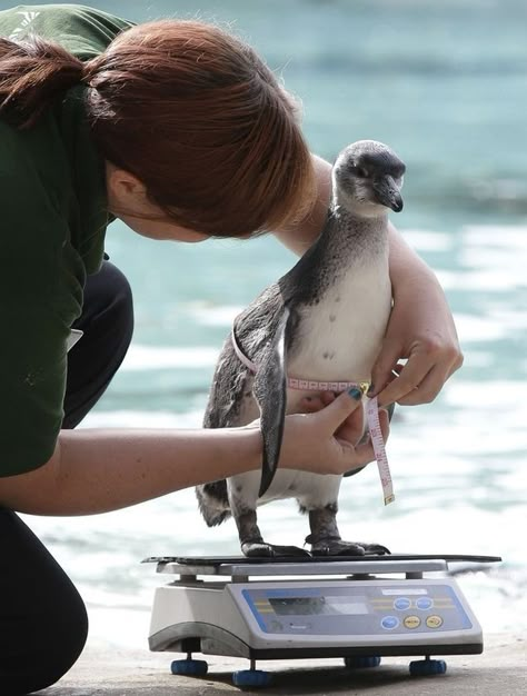 Zoo Veterinarian, Vet Medicine, Wildlife Biologist, Vet School, Zoo Keeper, Vet Med, London Zoo, In The Zoo, Marine Biologist