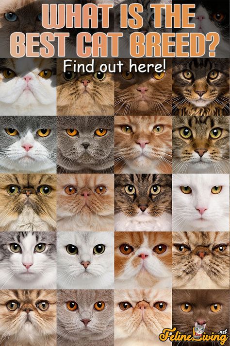 Cat Breeds Chart Pictures, Different Kinds Of Cats, Types Of Cats Breeds Chart, Pretty Cat Breeds, Long Hair Cats Breeds, Highlander Cat, Cat Knowledge, Types Of Cats Breeds, Cat Breeding