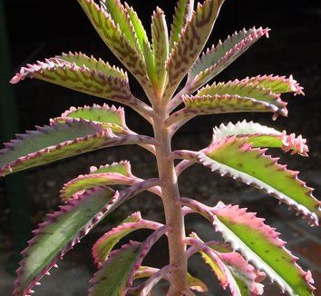 Bryophyllum daigremontianum 4 Mother Of Thousands Plant, Mexican Hat Plant, Mother Of Thousands, Succulent Seeds, Easy Plants To Grow, Mexican Hat, Unusual Plants, Rare Succulents, Easy Plants