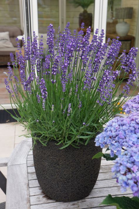 Another reason to get lots and lots of lavender plants this year...they repel insects! Lavender oil has been used as a bug repellent for centuries! Maybe the bugs don't like the smell, but we do!!! 💜 #yearofthelavender Lavender Big Time Blue Patio by Concept Plants - Big Indoor Plants, Potted Lavender, Lavender Varieties, Potted Plants Outdoor, Mosquito Repelling Plants, Patio Pots, Lavender Garden, English Lavender, Best Indoor Plants