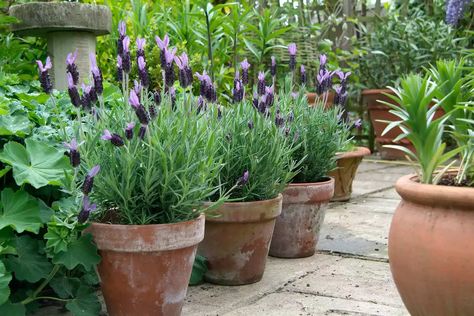 Lavender In Pots, Lavender Potted Plant, Lavender Plant Care, Grow Lavender, Growing Lavender, Lawn Care Tips, Lavender Garden, Lawn And Landscape, Lavender Plant