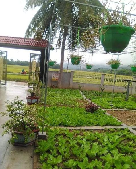 Farming Ideas, Fish Farm, Medicinal Herbs Garden, Herbs Garden, Medicinal Garden, Vegetable Garden Planning, Future Farms, Garden Kit, Home Garden Design