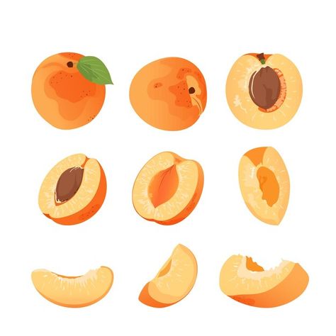 Apricot hand drawn set. Flat vector illustration Apricot Drawing, Peaches Illustration, Apricot Illustration, Cheese Poster, Apricot Slice, Peach Illustration, Inktober 2024, Zine Design, Flat Vector Illustration