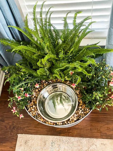 Water Bowl Planter, Planter Box Ideas, Dog Bowl Holder, Dog Water Bowl, Bowl Planter, Dog Bowl Stand, Cat Plants, Short Plants, Dog Water Bowls