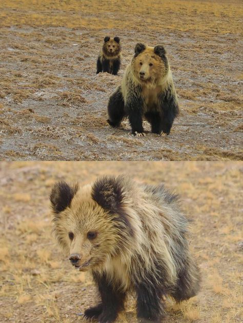 Tibetan Blue Bear, Himalayan Brown Bear, Himalayan Bear, Snow Bear, Blue Bear, Bear Party, Wolf Girl, Rare Animals, Favorite Animals