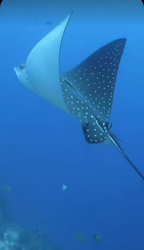 Sting Ray Photography, Stingray Reference, Cardboard Stingray, Stingray Photography, Stingray Photo, Stingray Aesthetic, Stingray Swimming, Stingray Painting, Sting Rays