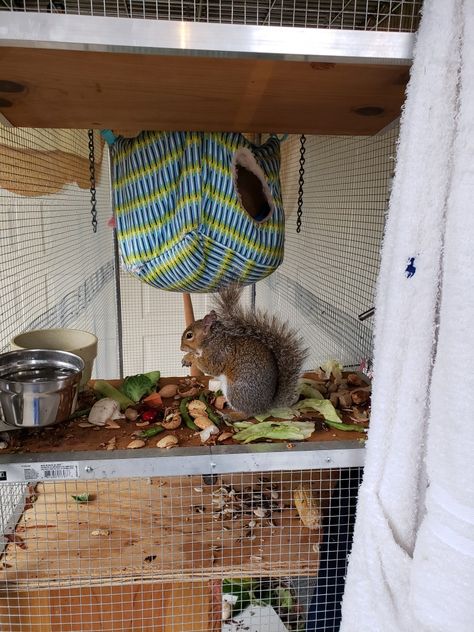 Diy Squirrel Cage, Squirrel Enclosure Diy, Pet Squirrel Habitat, Squirrel Cage Ideas, Squirrel Enclosure, Pet Squirrel, Squirrel Feeders, Squirrel Cage, Pet Paradise