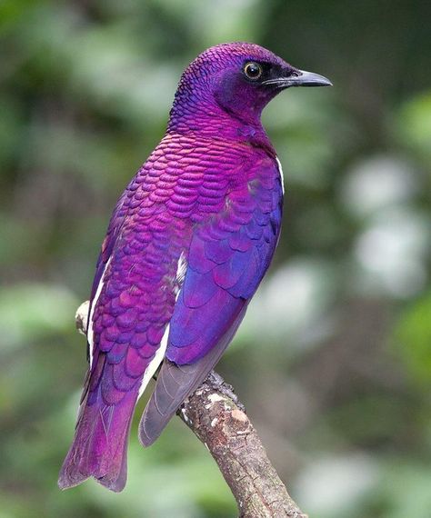 Violet-backed Starling (also called Plum-Colored Starling or Amethyst Starling) Pretty Wings, Purple Bird, Most Beautiful Birds, Exotic Birds, Bird Pictures, Pretty Birds, Colorful Birds, Starling, Weird Animals