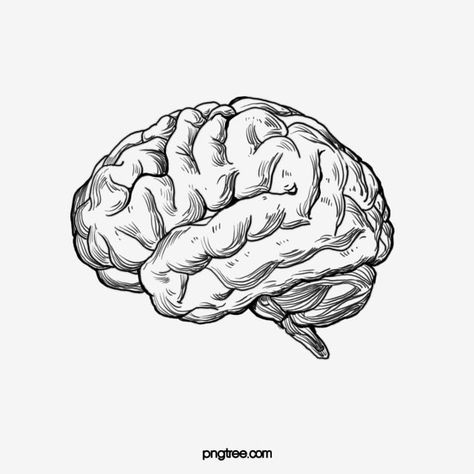 Brain Ink Drawing, Brain Pencil Drawing, Brain Vector Illustration, Brain Outline Drawing, Brain Sketch Art, Human Brain Tattoo, Realistic Brain Drawing, Brain Sketch Simple, Brain Drawing Aesthetic