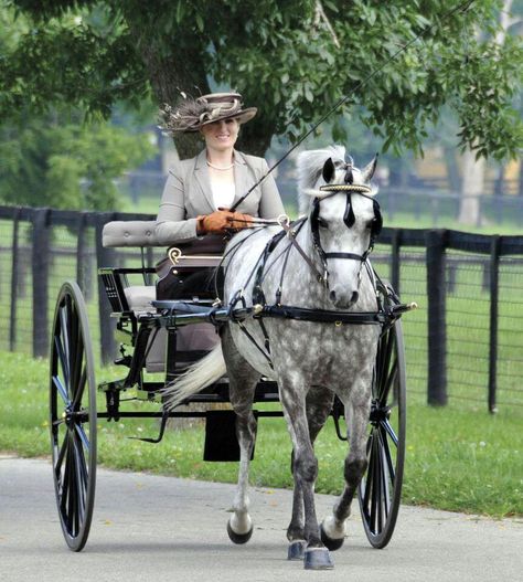 Carriage Driving Attire, Mini Horse Cart, Driving Horses, Horse Travel, Horse Buggy, Victorian Horse, Horse Wagon, Kentucky Horse Park, 3 Horses