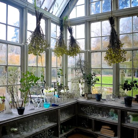 Fall is here and every witch is dreaming about and wishing for a conservatory. I know I am. #witchythings #witchgarden #conservatory #witchcraft Botanical Witch Aesthetic, Witchy Conservatory, Herbalist Witch, Tech Witch, Botanical Witch, Witchy House, Witchy Garden, The Green Witch, Feminine Things