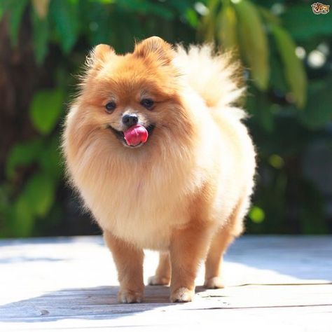 best The classics Pomeranian haircut Best Small Dog Breeds, Pomeranian Haircut, Baby Pomeranian, Best Small Dogs, Dog Haircuts, Cute Pomeranian, Best Dog Breeds, Pomeranian Dog, Fluffy Dogs