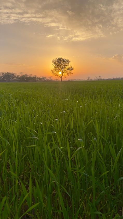 Free Android Wallpaper, Punjab Pakistan, Nature Background Images, Alone In The Dark, Beautiful Flowers Photography, Beautiful Nature Wallpaper Hd, Village Photography, Beautiful Images Nature, Cute Couple Selfies