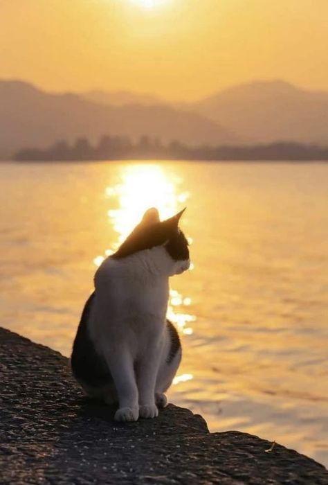 Ailurophile Aesthetic, Cat And Sunset, Vampire Cat, Cat Pose, Cute Cats Photos, Cat Character, Cat People, Like Animals, Cute Cats And Kittens