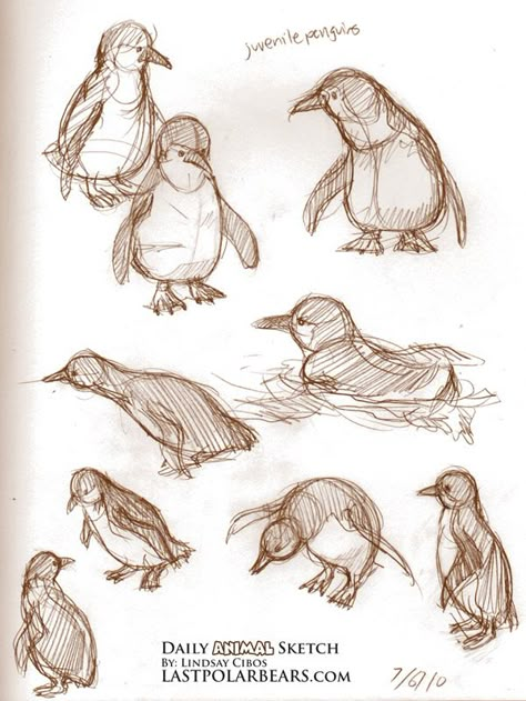 Daily_Animal_Sketch_019 Pinguin Illustration, Penguin Drawing, Some Drawings, Animal Drawings Sketches, Animal Study, Drawing Faces, Arte Sketchbook, Animal Sketches, Different Kinds