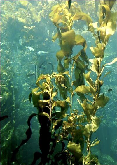 Ocean Plants, Paint Themes, Underwater Plants, Underwater Painting, Kelp Forest, Sea Plants, Water Nymphs, Pond Plants, Plant Photography