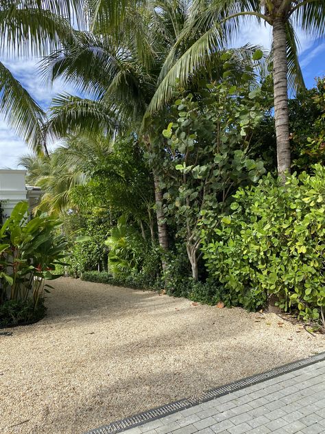 A mix of plants and trees on the INSIDE edge of the hedge Tropical Hedge, Podocarpus Hedge, Planting Design, Dream Yard, Plant Species, Plant Design, Hedges, Planting, Trees