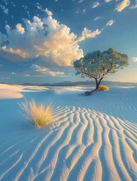 White Sands New Mexico, New Mexico Travel, White Sands National Park, My Map, Southwest Usa, Adventure Ideas, Lone Tree, Land Of Enchantment, Life Plan