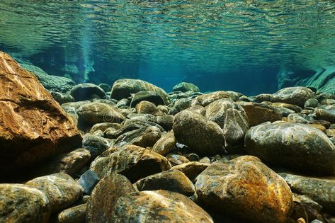 River Underwater, Underwater Rocks, Biotope Aquarium, Fish Tank Themes, Rainbow Trout Fishing, Aquascape Design, Underwater Images, Fish Artwork, Aquascape Aquarium