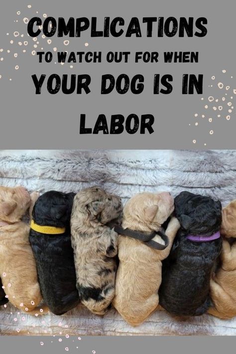 Most dog births go off without a hitch- but when things DO go wrong, they go very wrong- and fast! Here's a few things you need to know about dog birth before your puppies are born. Being prepared could save the life of a puppy, and prevent hardship for the mother. Learn everything you need to know here! Dog Labor, Dog Birth, Dog Breeding, Being Prepared, When Things Go Wrong, Give Birth, Dog Health Care, Feeding Tube, Natural Birth