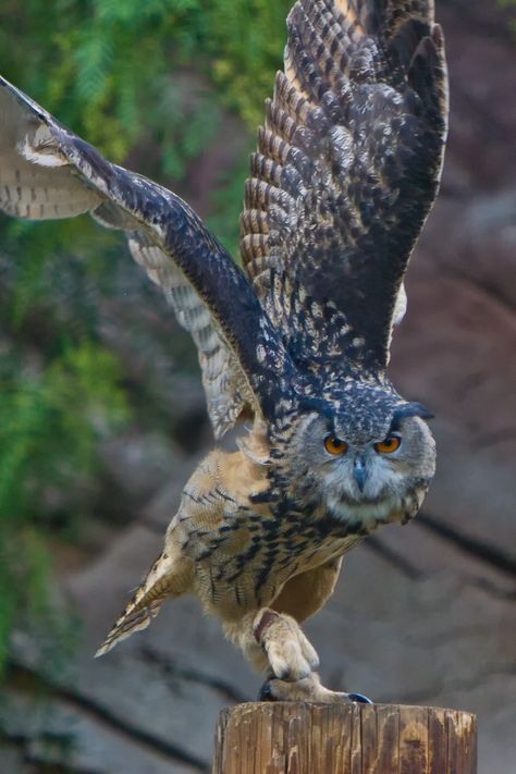 Eurasian Eagle Owl, Raptors Bird, Awesome Owls, Owl Photography, Owl Images, Eagle Owl, Animal Doodles, Owls Drawing, Bird Wings