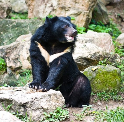 A Formosan Black (Asiatic species) and endangered species. They are known for their white crest. Asian Black Bear, Asiatic Black Bear, Spectacled Bear, Kodiak Bear, American Black Bear, Moon Bear, Spirit Bear, Black Bears, Endangered Animals