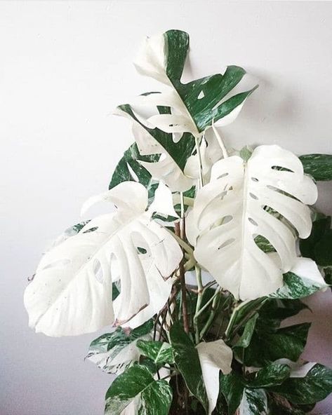 Monstera Variegata, Plant Goals, Plants Are Friends, Plant Wishlist, Best Indoor Plants, Variegated Plants, Monstera Plant, Monstera Deliciosa, Plants Indoor