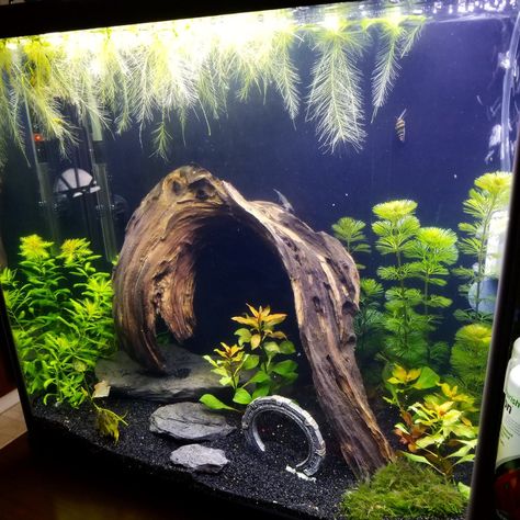 Pleco Tank Ideas, Shrimp Tank Aquascape, Axolotl Tank Ideas, Shrimp Tank Ideas, Neocaridina Shrimp, Big Fish Tanks, Cool Fish Tank Decorations, Axolotl Tank, Snail Tank