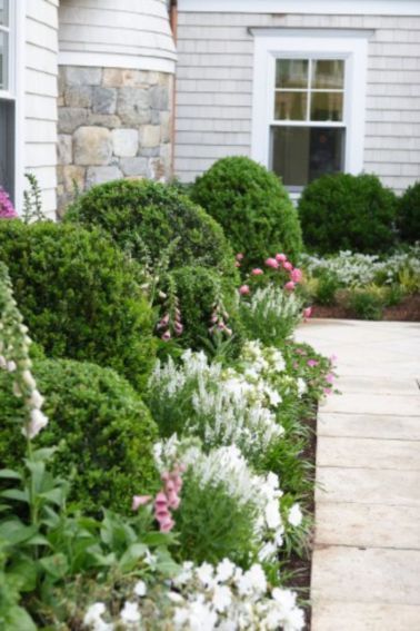 Boxwood Landscaping, Outdoor Landscape Design, Walkway Landscaping, Front Landscaping, Garden Shrubs, Plant Ideas, Landscaping Tips, Garden Borders, Front Yard Landscaping Design