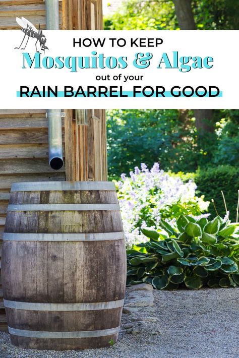 How To Keep Mosquitos And Algae Out Of Your Rain Barrel For Good How To Keep Mosquitos Out Of Rain Barrel, Rain Barrel Without Gutters, Water Barrels Rainwater Harvesting, Whiskey Barrel Rain Barrel Diy, Rain Saucer Diy, Rain Barrel Gutter System, Diy Rain Barrel System, Saving Rain Water Ideas, How To Make A Rain Barrel