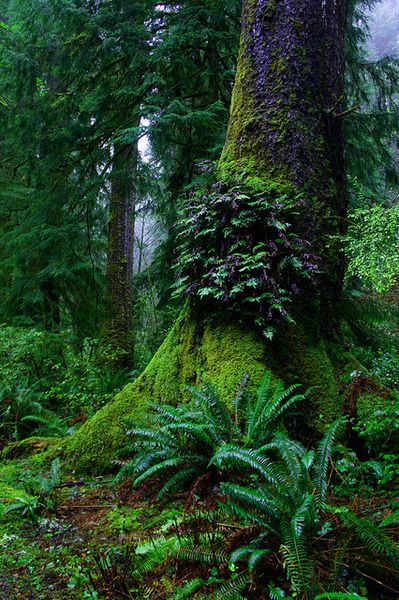 chasingthegreenfaerie:    Ferns on old growth tree, Oswald West State Park, Oregon by USFWS Pacific on Flickr. Mossy Tree, Tree Forest, Walk In The Woods, Alam Yang Indah, Samhain, Beautiful Tree, Green Plants, Amazing Nature, State Park