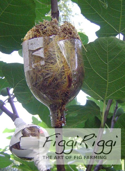 dismantling Growing Fig Trees, Grafting Fruit Trees, Grafting Plants, Air Layering, Growing Fruit Trees, Veg Garden, Growing Fruit, Tree Roots, Fruit Garden