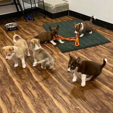 Bark, A Rescue Pub; Restaurant "Serves Up" 100 Cat And Dog Adoptions In First 30 Days Open! Dog Adoption Center, Cat Adoption Center, Mouthwatering Food, Pub Restaurant, Pet Organization, Work Plans, Adoption Center, Teacup Puppies, Sweet Dogs